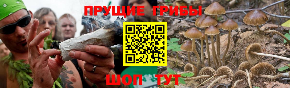 Тавда  Галлюциногенные грибы MAGIC MUSHROOMS  Псилоцибиновые грибы Cubensis  Вход с VPN 